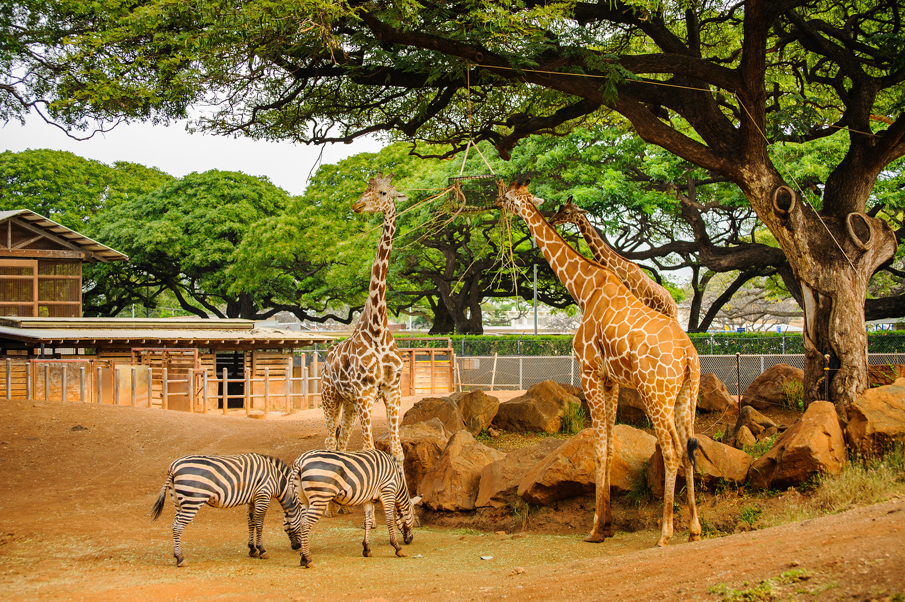 Shutterstock 246506902